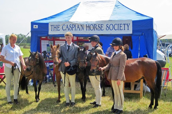 Caspian Horse Society