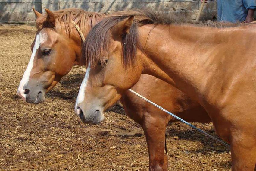 اسب کاسپین ، caspian horse , iranian horse