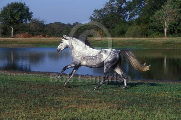 تشخیص رنگ در اسبچه خزر,Color discrimination in Caspian pony
