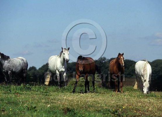 Caspian horses