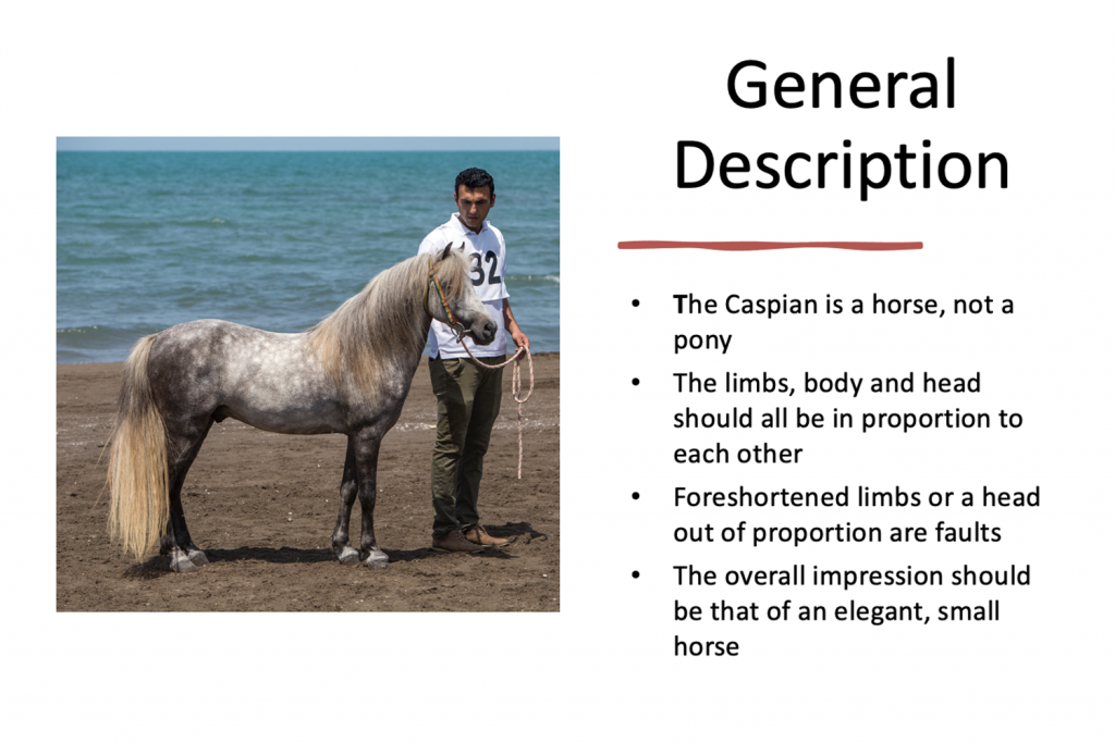 دومین دوره آموزش ارزیابی اسب کاسپین برگزار شد