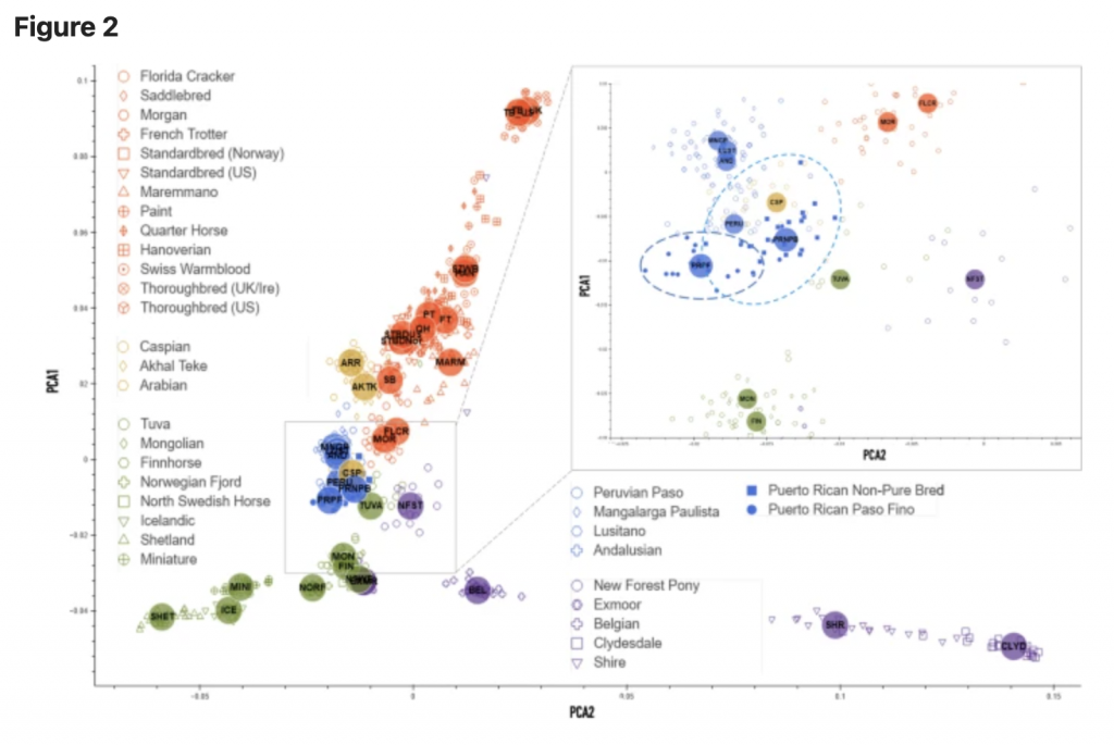 Genetic diversity and selection in Puerto Rican horses