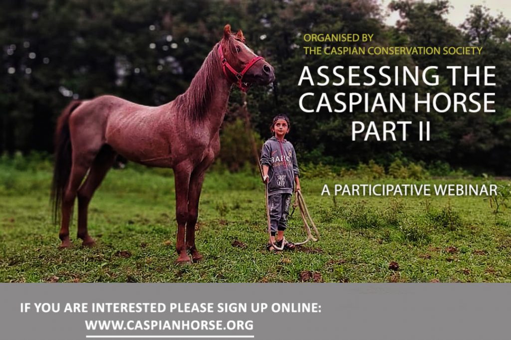 Assessing the Caspian Horse, Part II