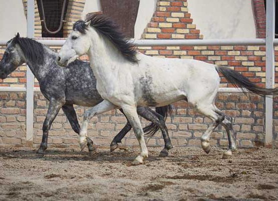 Caspian ponies
